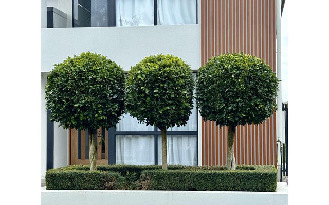 Ficus Hillii Topiary: Growing and Pruning