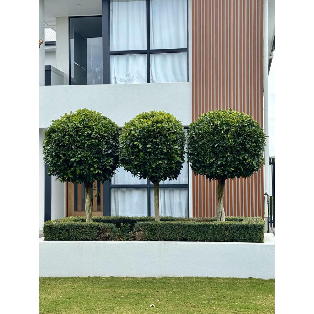 Enhance Your Garden with Ficus Hillii Topiary