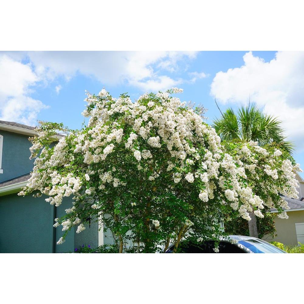 White Crepe Myrtle: A Must-Have for Your Garden