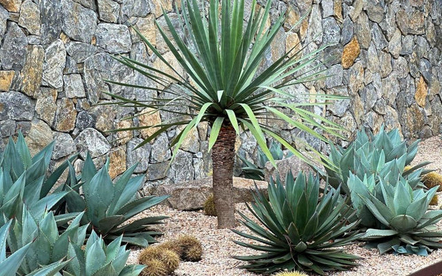 Top Agave Varieties for Your Garden