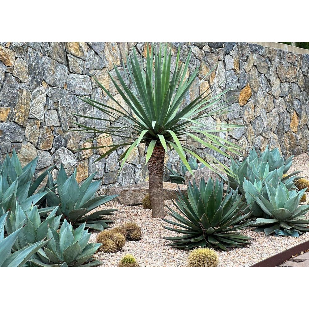 fir tree bonsai Blue Spruce Bonsai Tree Seeds for Planting | 20 Seeds main image 0