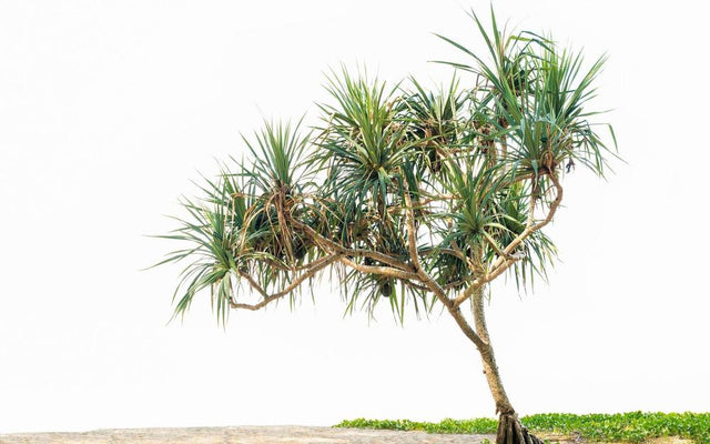 Pandanus Varieties Compared: Spined, Spineless and Size