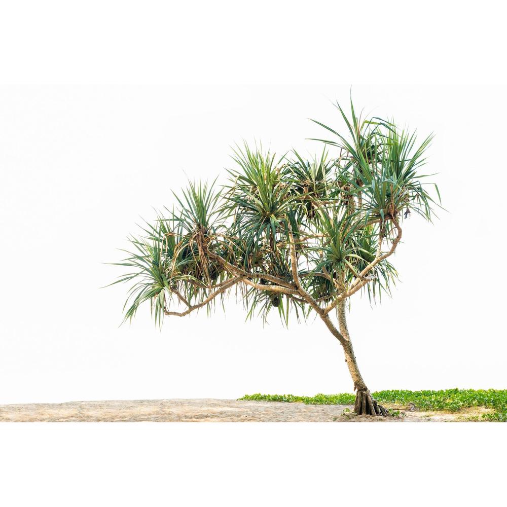 Top Pandanus Varieties for Your Australian Garden