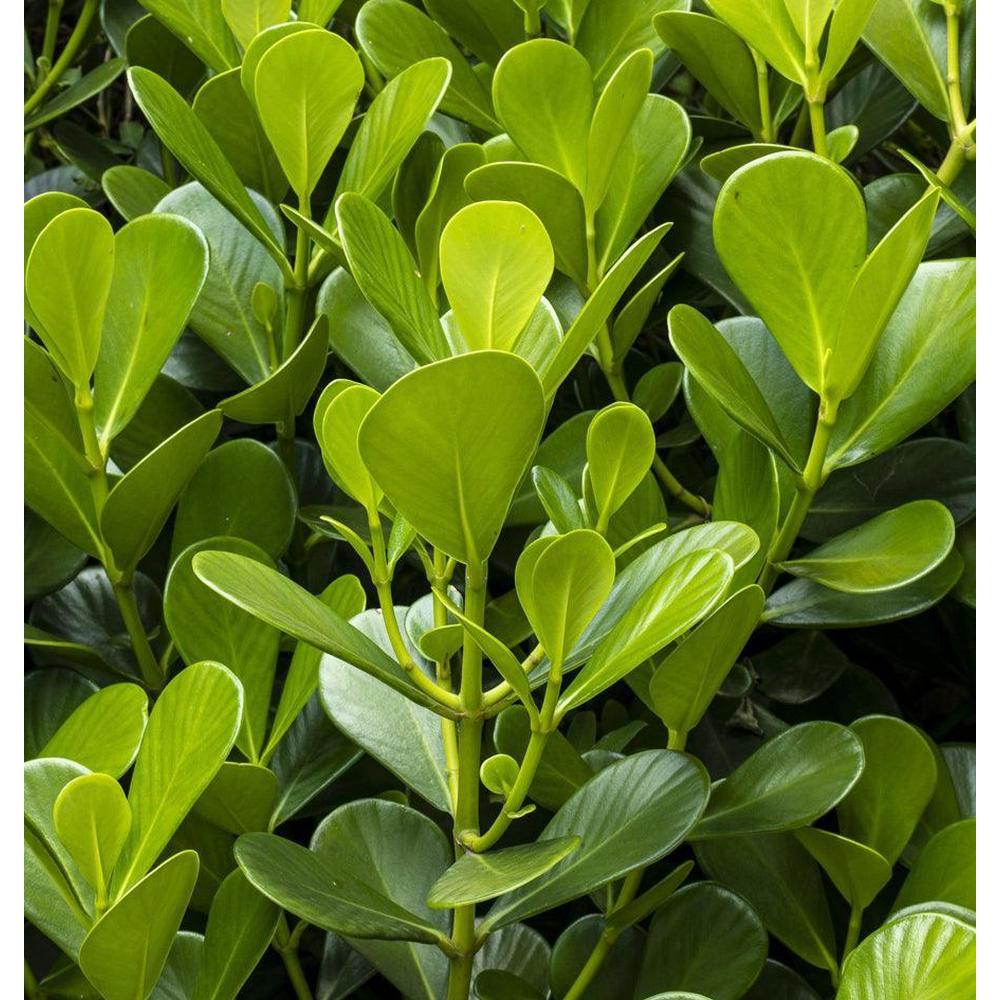 Some of the Most Popular hedge Plants to Add to Your Garden
