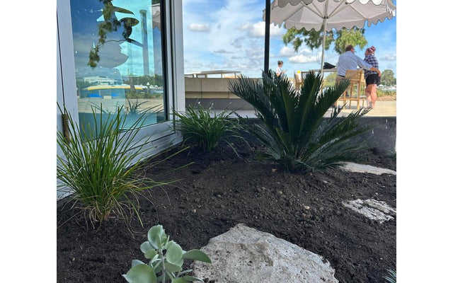 The Best Groundcovers for Shade in Australian Gardens