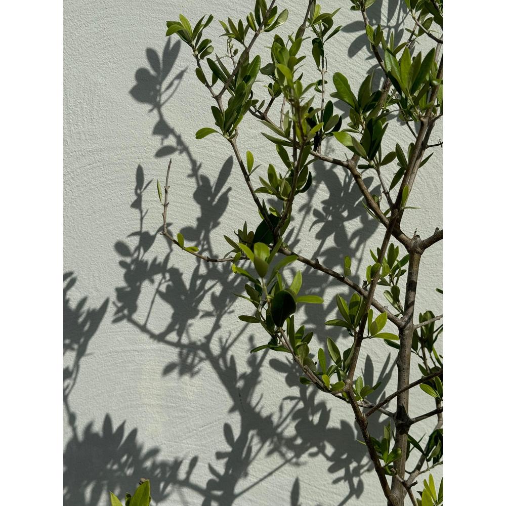 Caring for Olive Trees: Essential Tips