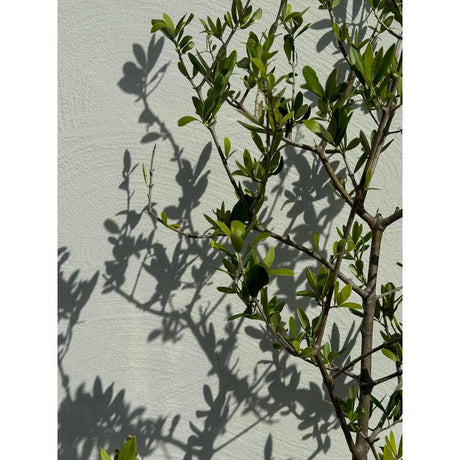 Caring for Olive Trees: Essential Tips