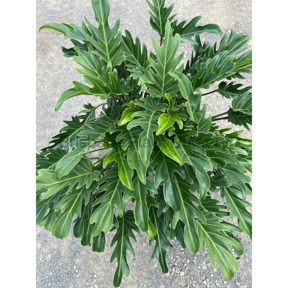Philodendron Xanadu: A Must-Have for Your Australian Garden