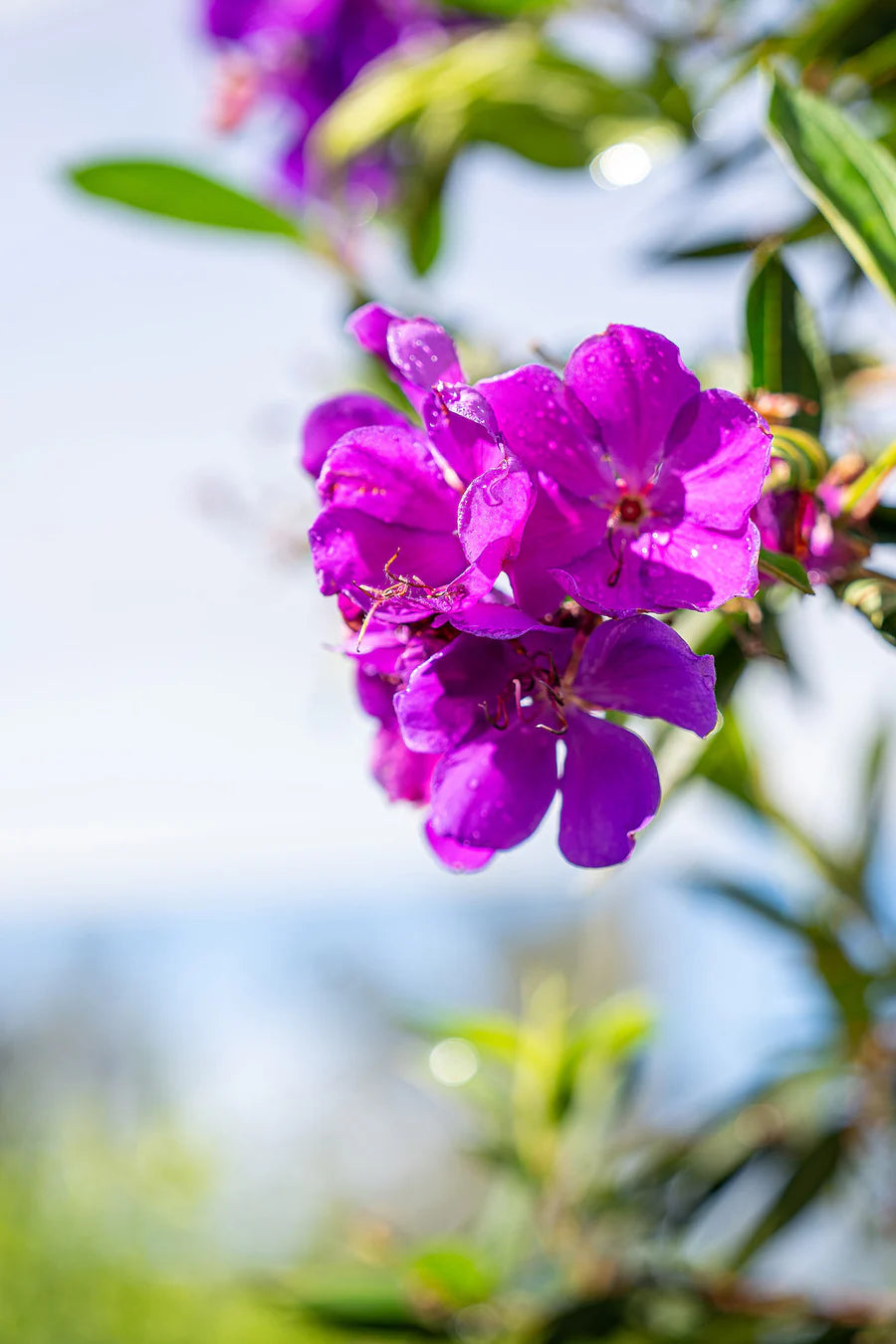 The Secrets to Growing Australia’s Purple Gem: Alstonville Tibouchina