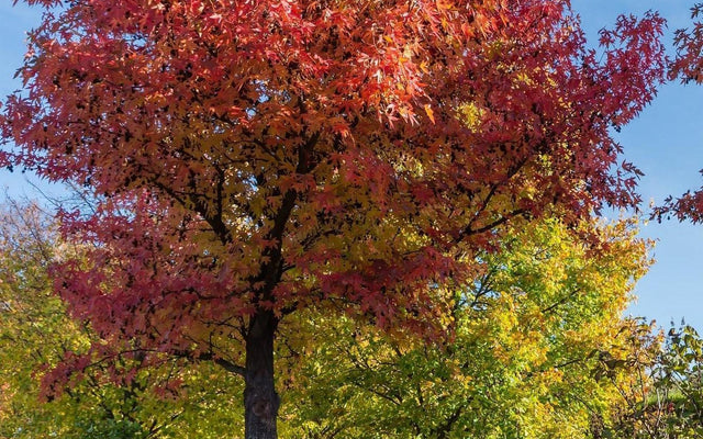 Plants That Change Colour Throughout the Year