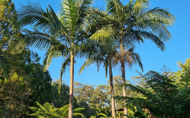 Bangalow Palm Care Guide