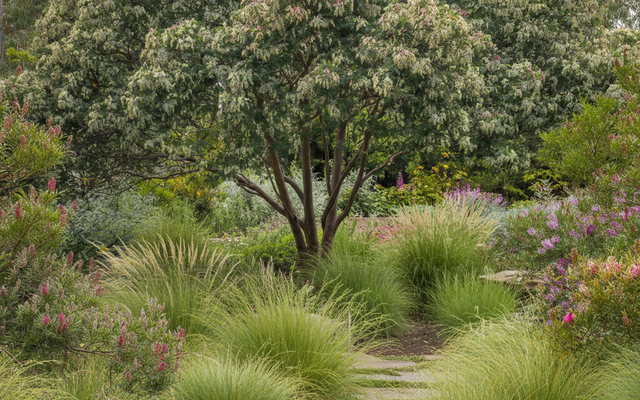 Planting Near Pipes: Trees and Shrubs with Non-Invasive Roots