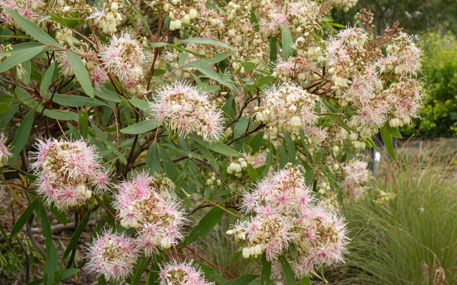 Blueberry Ash Care Guide: Growing Elaeocarpus reticulatus in Australia