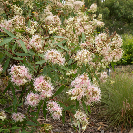 Blueberry ash tree with glossy green foliage, pink fringed bell flowers and small blue berries