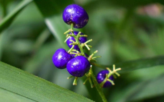 Dianella Care Guide: Flax Lilies for Colour, Texture and Zero Fuss