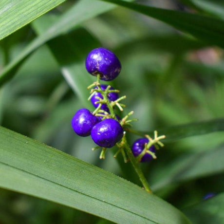 Dianella flax lily clump with blue green strappy leaves, small blue flowers and purple berries