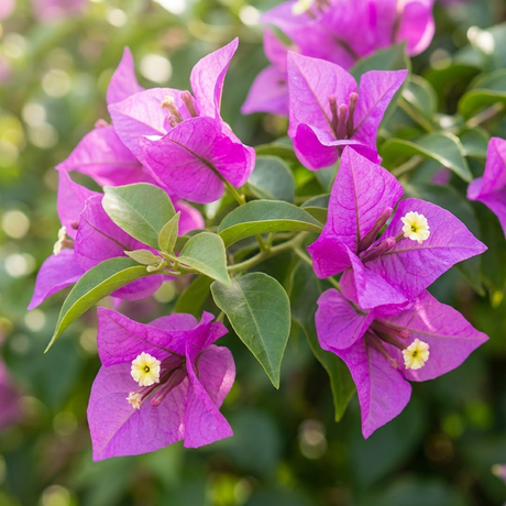 Bougainvillea covered in vivid purple bracts cascading over a sunny garden wall