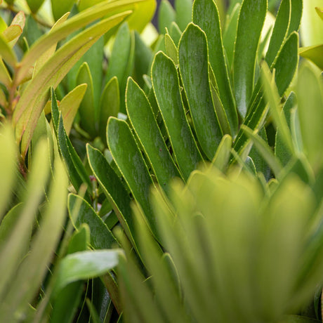 Cardboard plant cycad with sculptural deep green fronds in a poolside garden bed