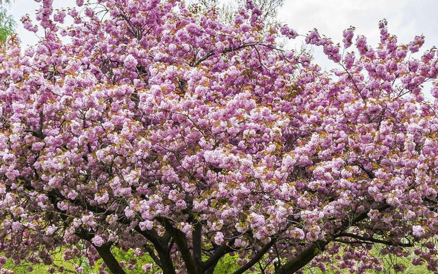 Flowering Cherry and Flowering Plum Care Guide