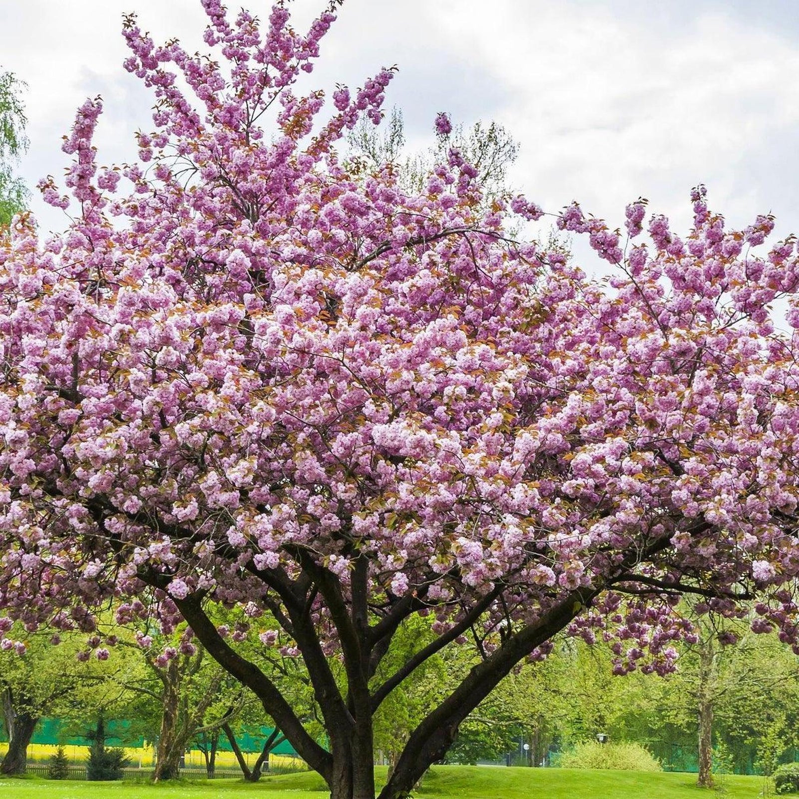 A mature flowering cherry smothered in double pink blossom, its low spreading branches shading mown lawn in a park.