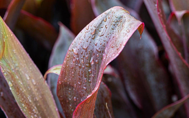 Cordyline Care Guide: Instant Tropical Colour for Australian Gardens