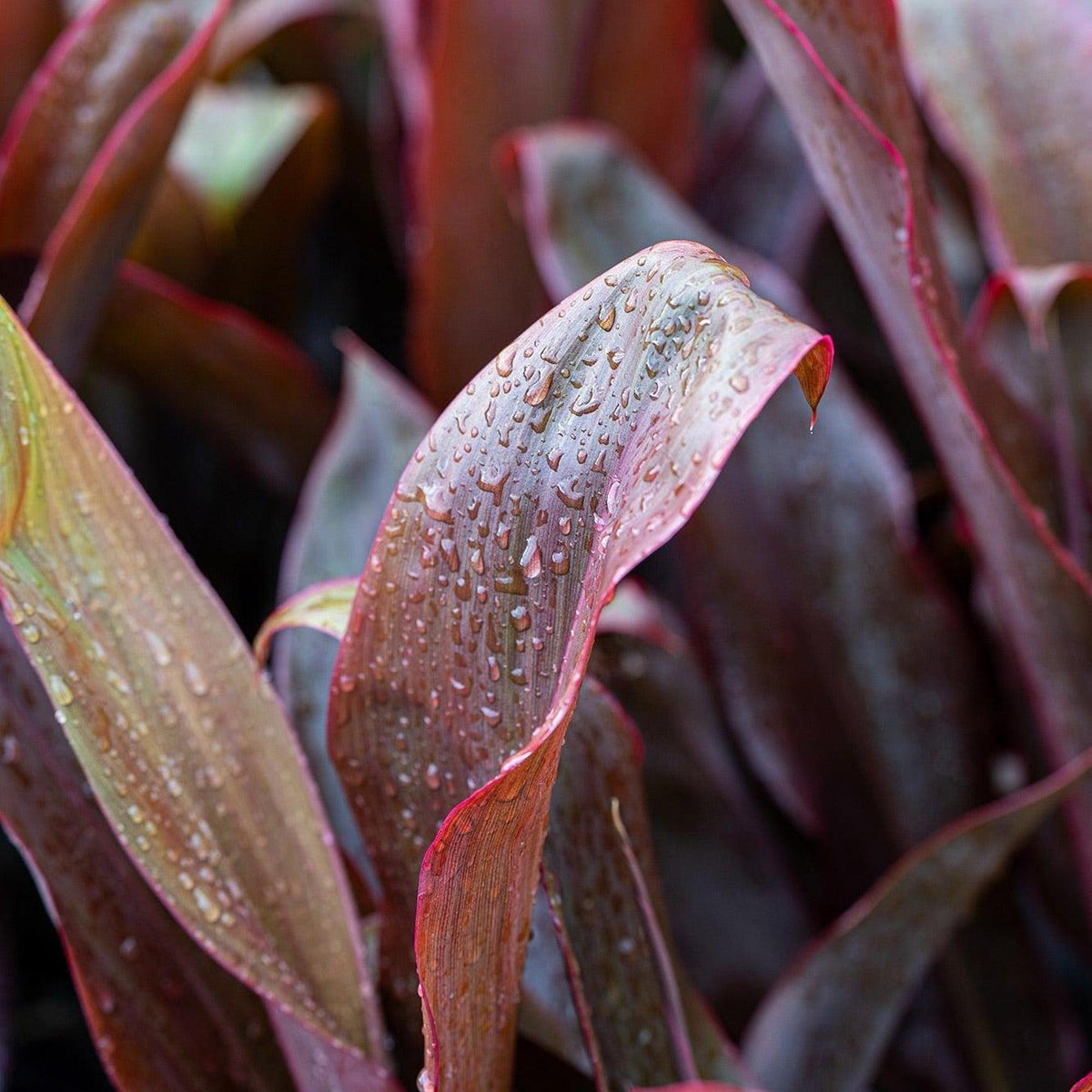 Cordyline fruticosa with vivid burgundy red strap leaves adding tropical colour to a shaded garden