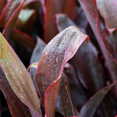 Cordyline fruticosa with vivid burgundy red strap leaves adding tropical colour to a shaded garden