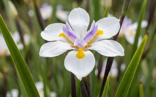 Fortnight Lily (Dietes) Care Guide