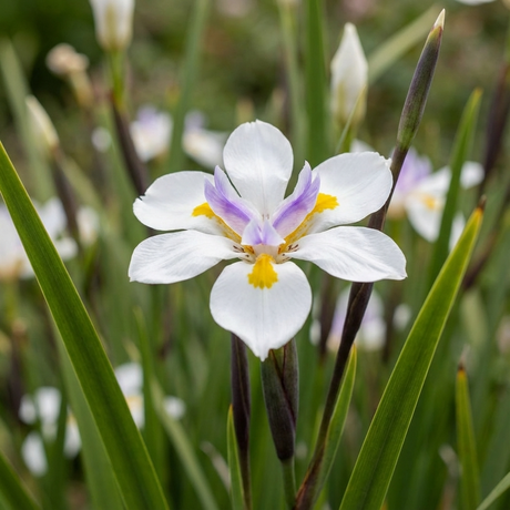 White fairy iris flowers marked with yellow and violet rising above upright strappy dark green leaves
