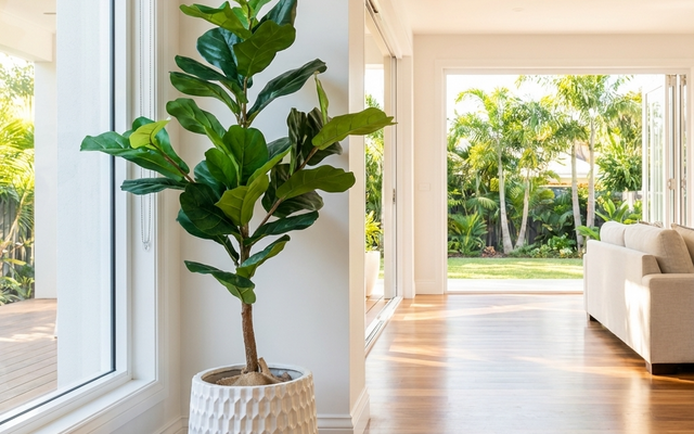 Fig and Ficus Care Guide: From Fiddle Leaf to Edible Figs