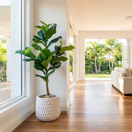 Fiddle leaf fig with large violin shaped glossy leaves in a bright interior