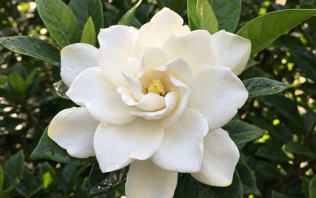 Gardenia Care Guide: How to Grow Perfumed Gardenias in Australia
