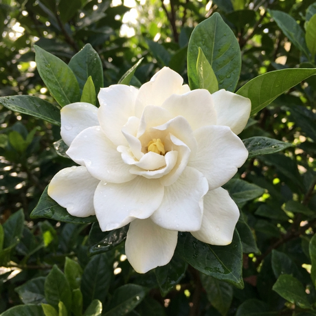 Gardenia augusta shrub with glossy dark green leaves and creamy white perfumed double flowers