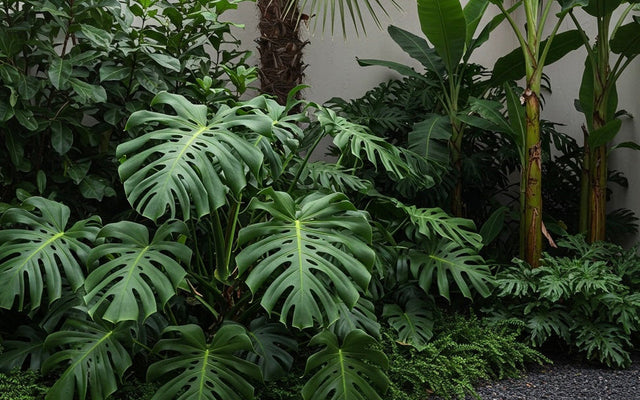 Monstera Care Guide: How to Grow the Swiss Cheese Plant in Australia