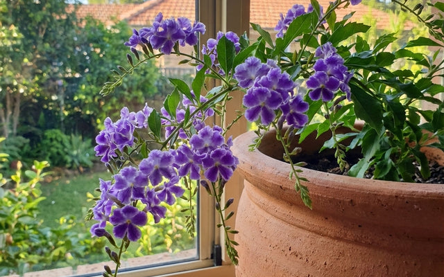 Geisha Girl Duranta Care Guide
