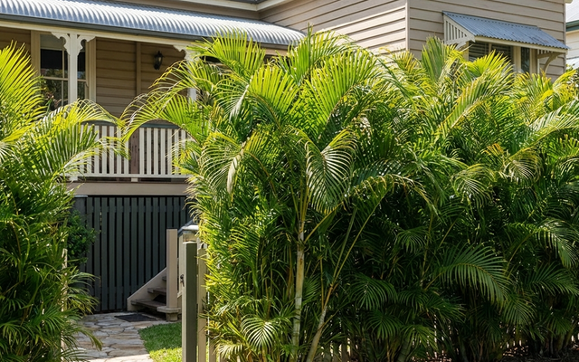 Golden Cane Palm Care Guide: The Fast Tropical Screen for Australian Yards