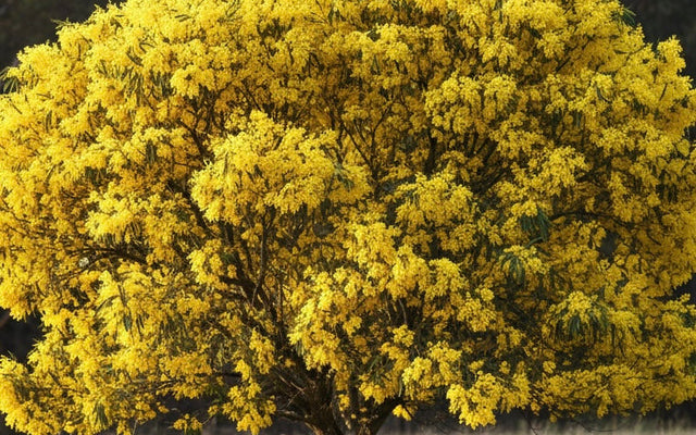 Acacia Care Guide: How to Grow Wattles in Australia