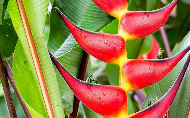 Heliconia Care Guide for Australian Gardens