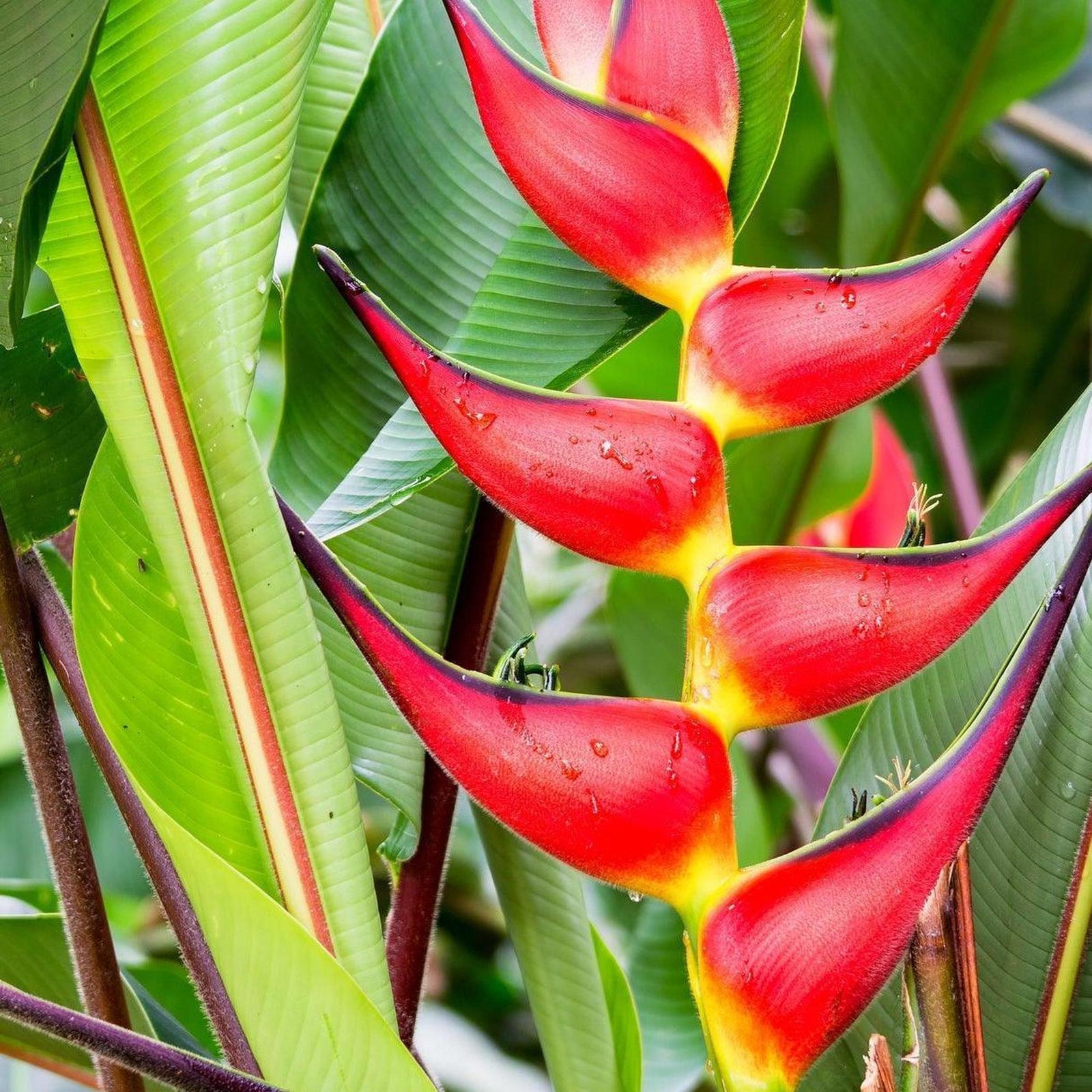 Pendulous red and yellow lobster claw bracts hanging in a row from an arching heliconia stem