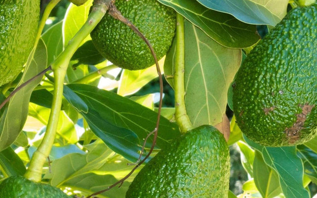 Avocado Tree Care Guide: From Hass to Homegrown in Australia