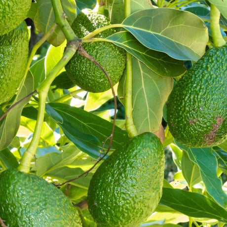 Grafted Hass avocado tree with dark green leaves and young pear shaped fruit hanging from branches