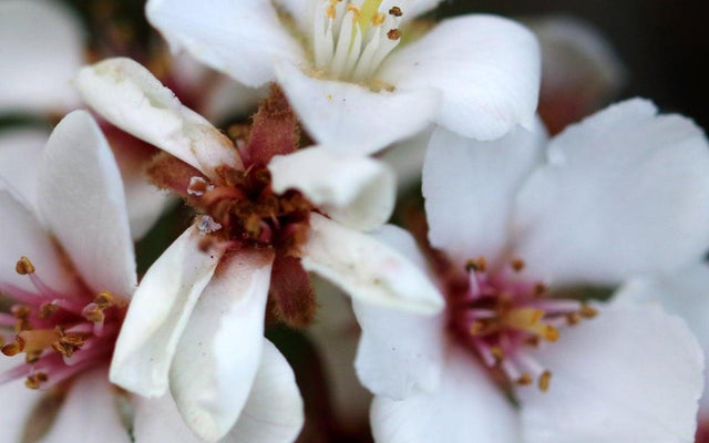 Indian Hawthorn (Rhaphiolepis) Care Guide