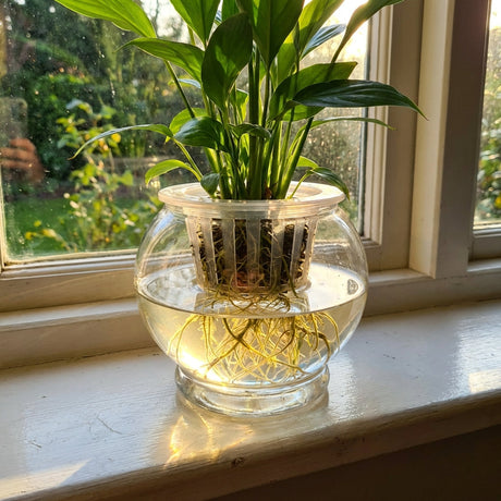 Creating a Hydro Planter: A Simple Guide to Growing Plants in Water