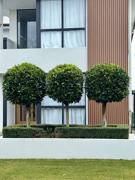 Enhance Your Garden with Ficus Hillii Topiary