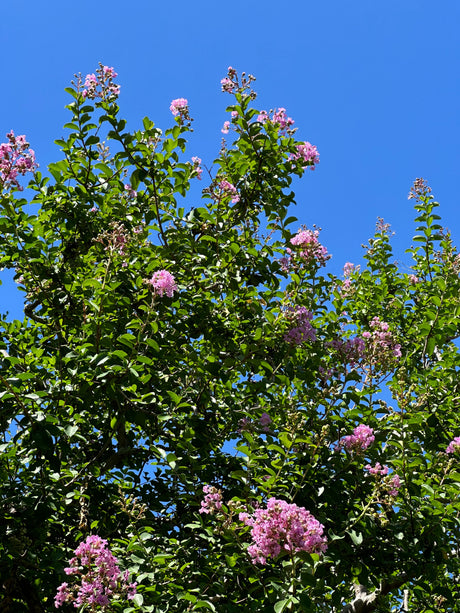 Add colour through plants in your backyard easily