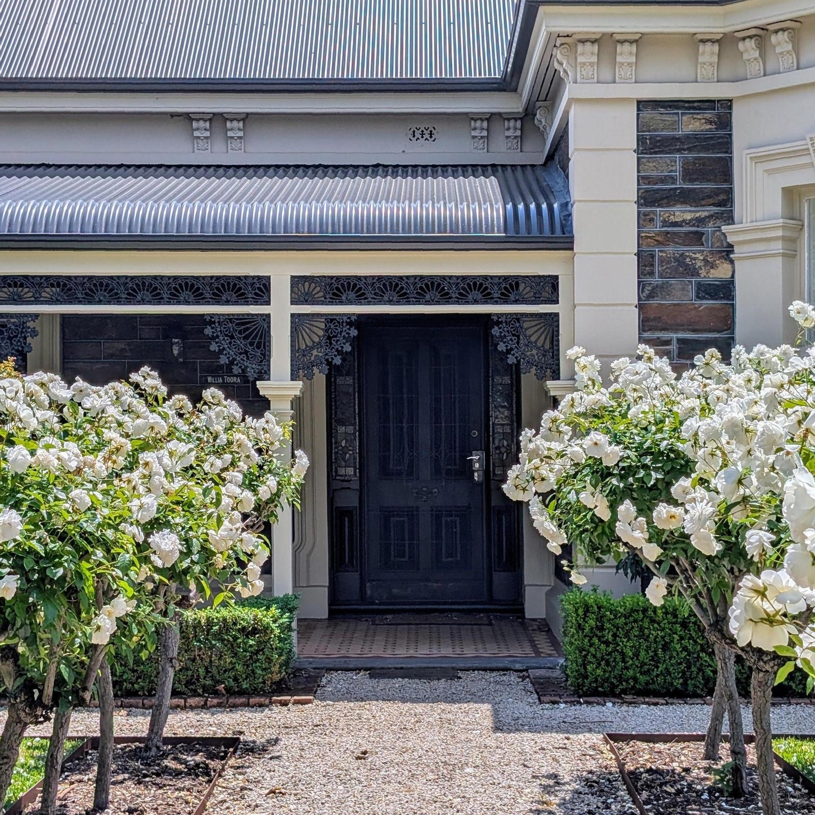 Clusters of pure white rose blooms against mid green foliage