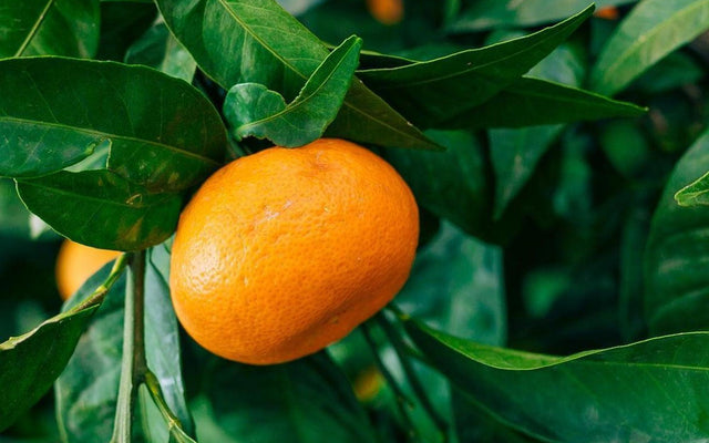 The Edible Backyard: Layout for Fruit Trees and Herbs