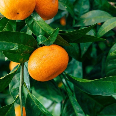 Imperial mandarin tree laden with orange fruit in a productive Australian backyard orchard
