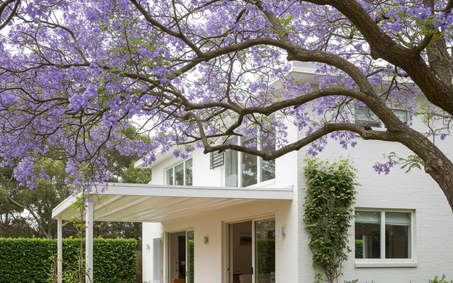 Jacaranda Care Guide: Growing the Purple Icon of Australian Spring