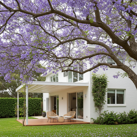 Mature jacaranda tree in full bloom with a canopy of purple blue flowers over a carpet of fallen petals